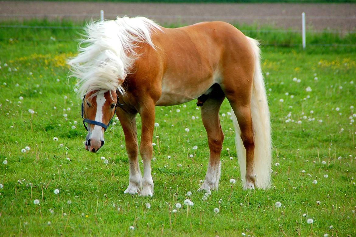 Haflinger Nasti-D HAH 25 AVLSHINGST - sommer 2012 billede 11