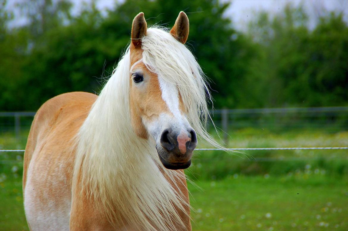 Haflinger Ulvira - sommer 2012 billede 18