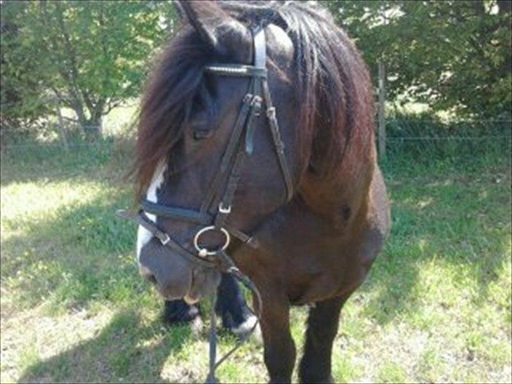 Tinker *Dronning Victoria* billede 2