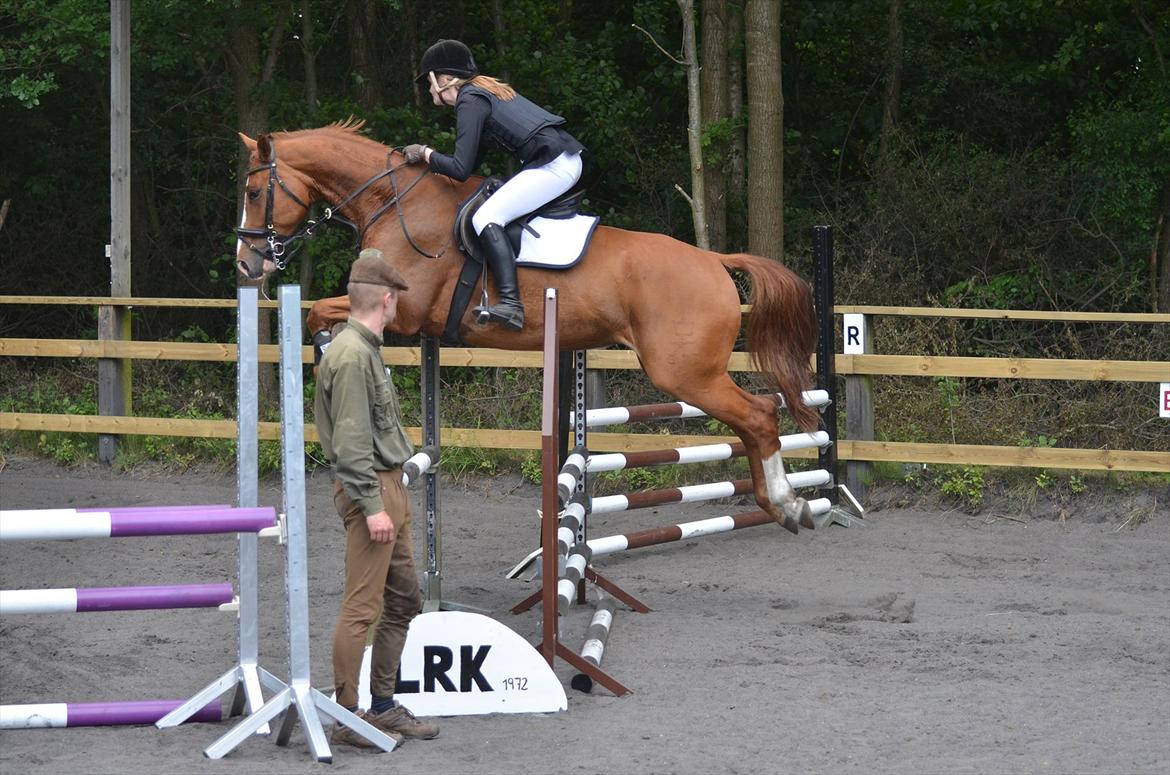 Dansk Varmblod Lester Estelle - En sej dreng i god stil over en okse i LD til vores første springstævne. Juni 12 billede 9