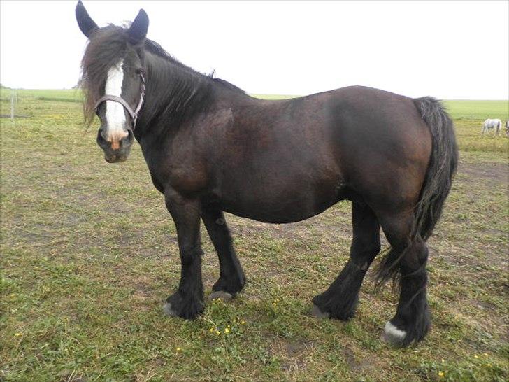 Tinker *Dronning Victoria* - Hej tykke<3 billede 7