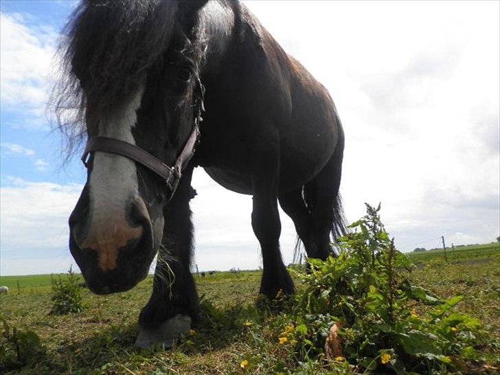 Tinker *Dronning Victoria* - Nurh! <3 billede 8