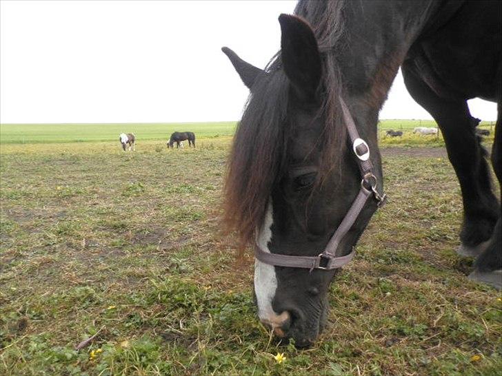 Tinker *Dronning Victoria* - <3 billede 9