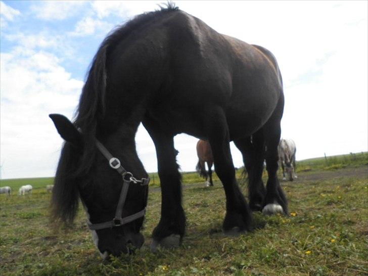 Tinker *Dronning Victoria* - gør det jeg er bedst til.. at spise! billede 10