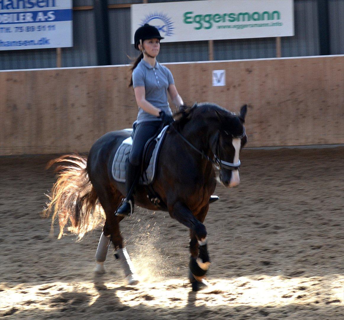 Welsh Cob (sec D) Morlyn River Dance Prince O'the Castle - B-pony billede 10