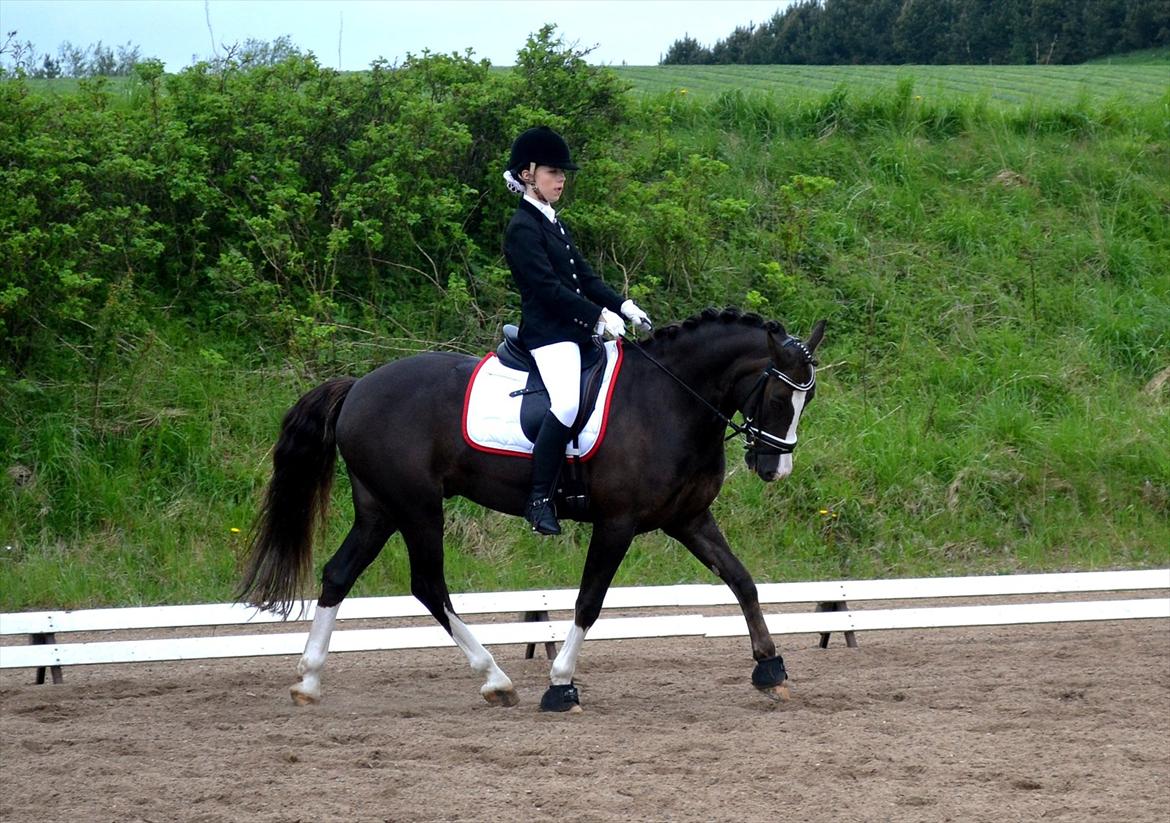 Welsh Cob (sec D) Morlyn River Dance Prince O'the Castle - B-pony billede 12