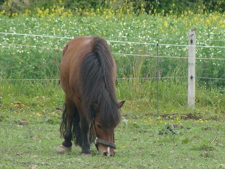 Shetlænder Bruno billede 13