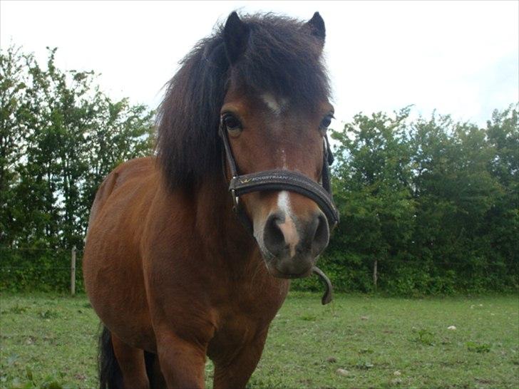 Shetlænder Bruno billede 14