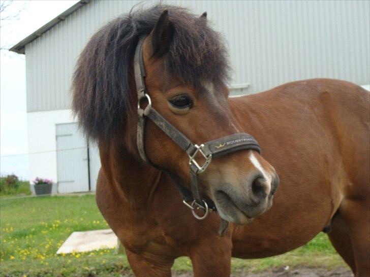 Shetlænder Bruno billede 15