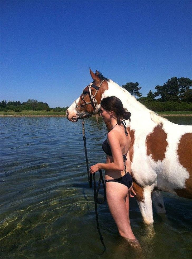 Anden særlig race Camino *CMNS* - Heste er som stjerner. Der er millioner af dem, men kun én kan gøre dine drømme til virkelighed. Det er den stjerne, der falder for dig. billede 11