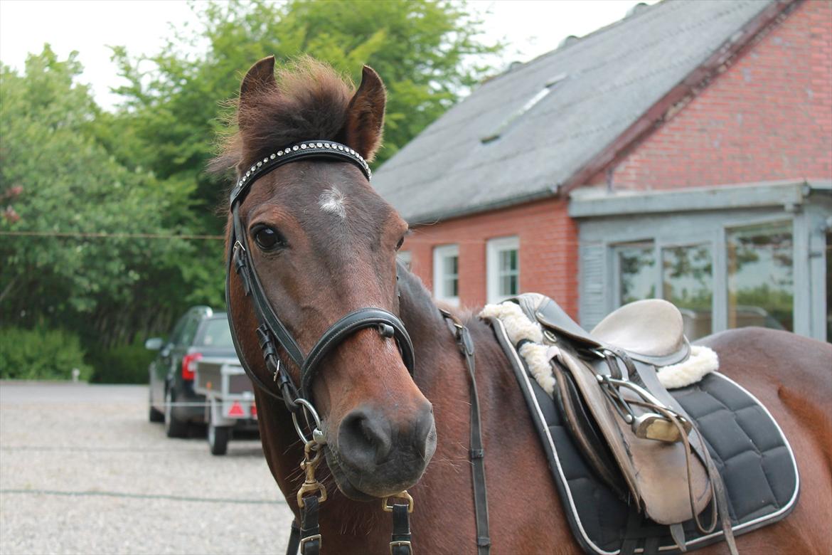 Anden særlig race Dick Tressey - Flotte fyr! billede 11