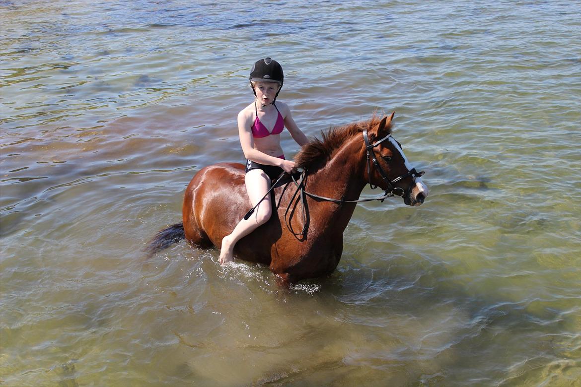 Welsh Pony af Cob-type (sec C) Rifka - Rifka og jeg i havet :D billede 12