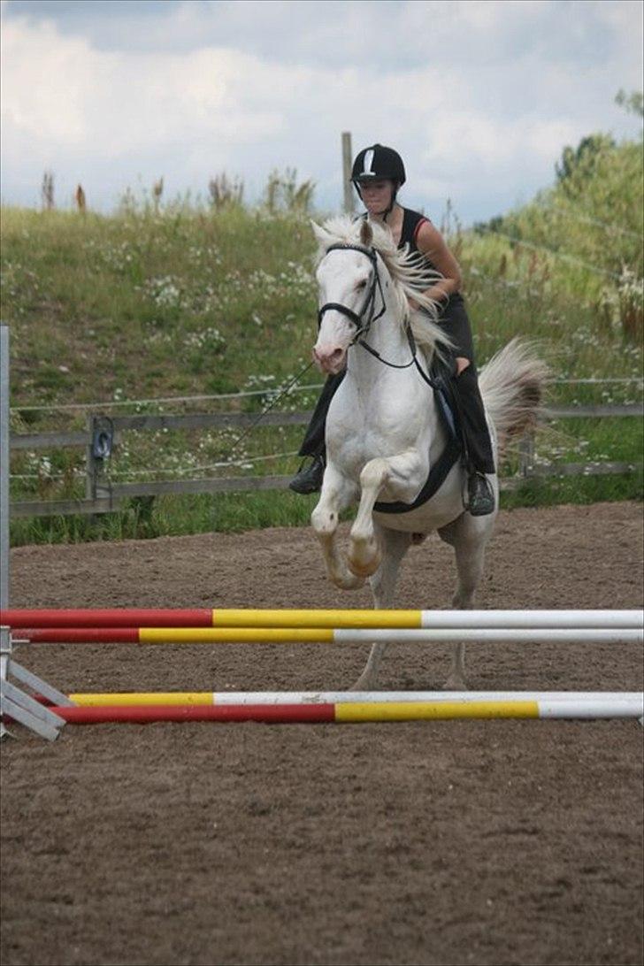 Knabstrupper Bolero billede 15
