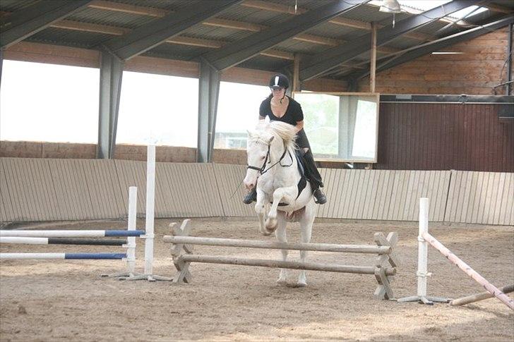 Knabstrupper Bolero billede 16
