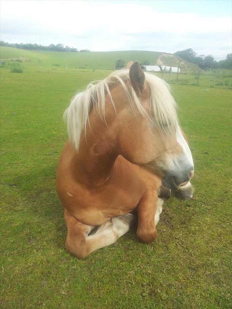 Haflinger Kentucky - En morgensur Kenny!! billede 11