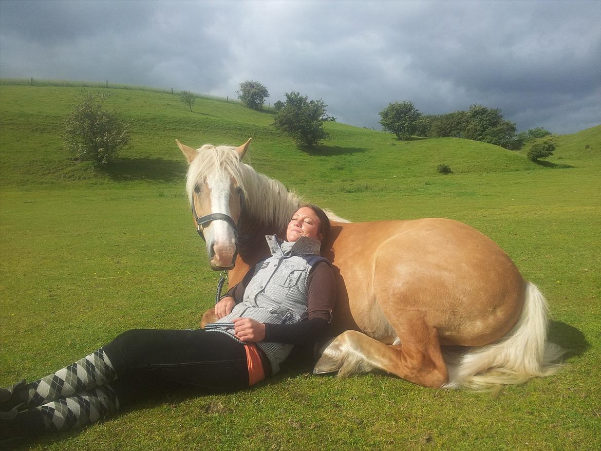 Haflinger Kentucky - Kenny og jeg nyder solen på marken billede 19