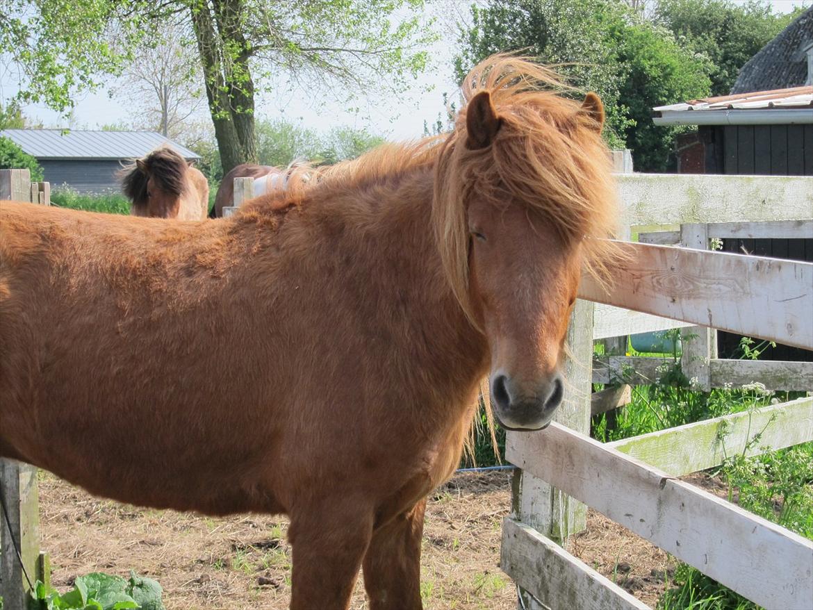 Islænder Leiknir fra Ærø - Søde basse:-* billede 17