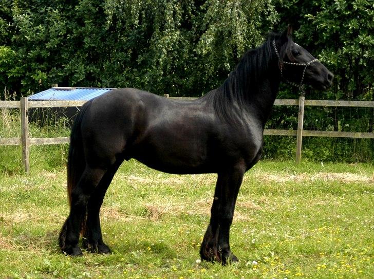 Barockpferd Diablo - Smuk 2årig dreng. billede 1