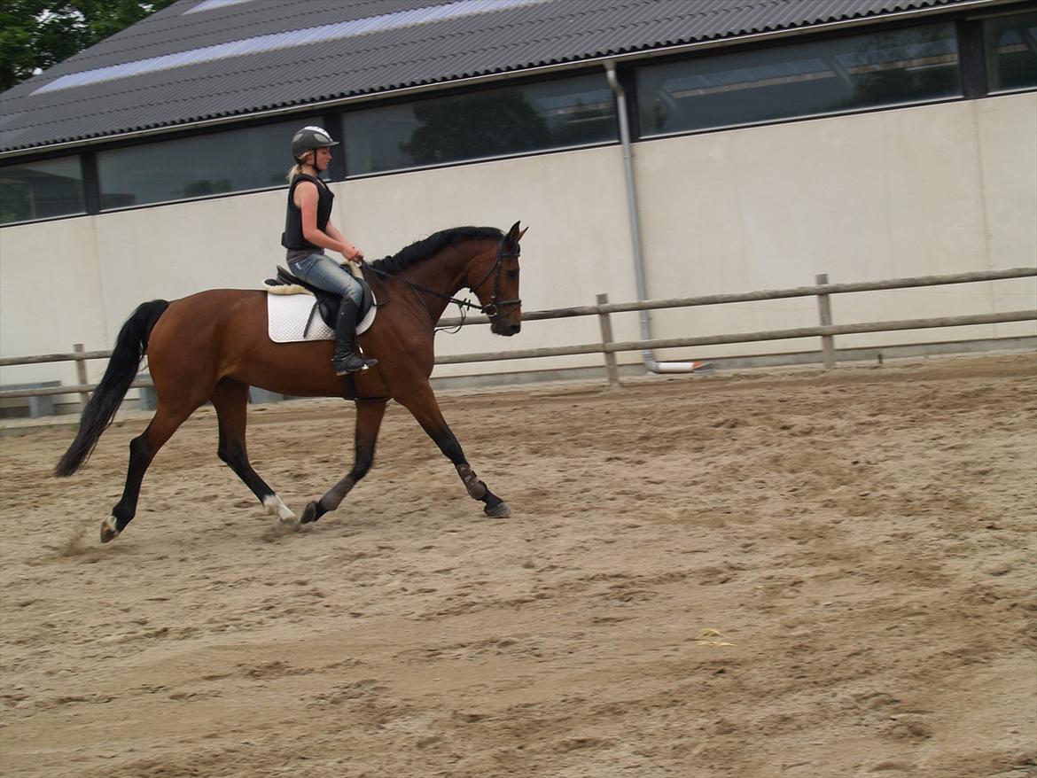 Holstener TT- Lacopia billede 5