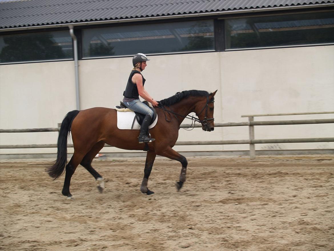 Holstener TT- Lacopia billede 17