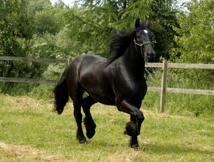 Barockpferd Diablo billede 2