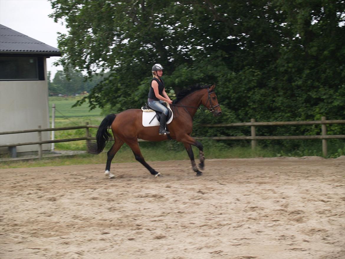 Holstener TT- Lacopia billede 14