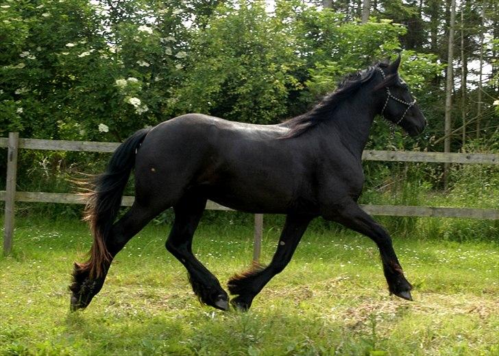 Barockpferd Diablo billede 5