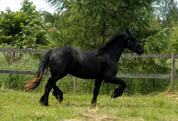 Barockpferd Diablo billede 3