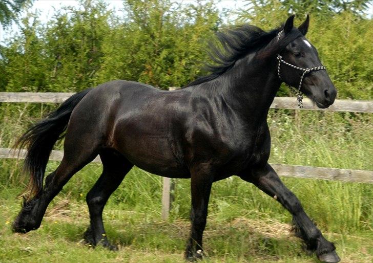 Barockpferd Diablo billede 4