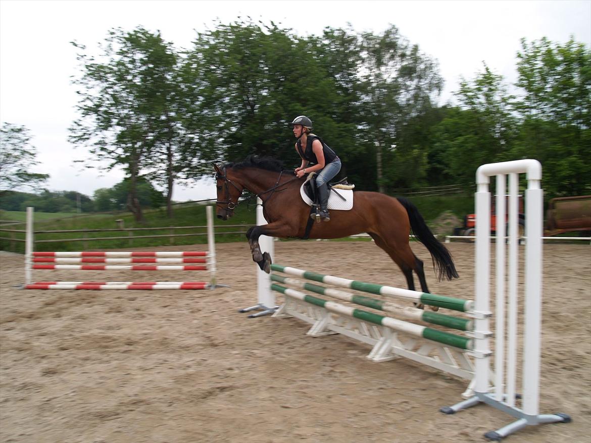 Holstener TT- Lacopia billede 3