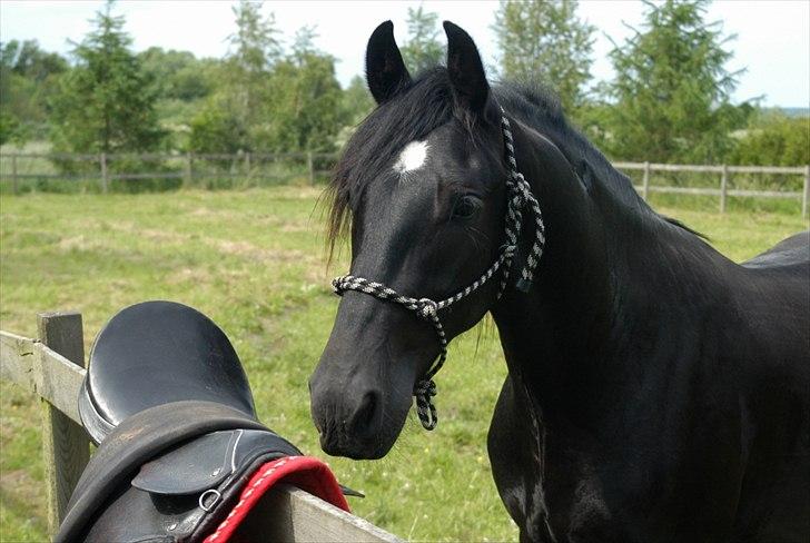 Barockpferd Diablo billede 6