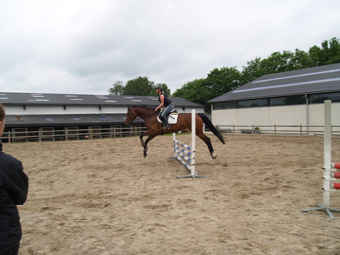 Holstener TT- Lacopia billede 10