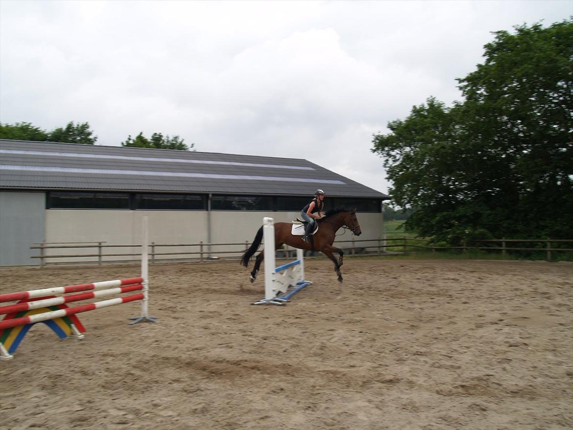 Holstener TT- Lacopia billede 16