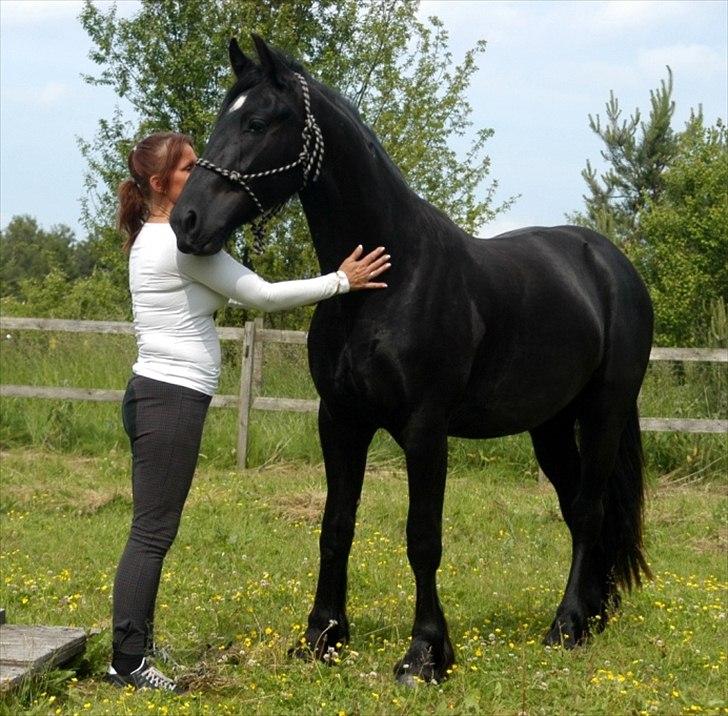 Barockpferd Diablo billede 7