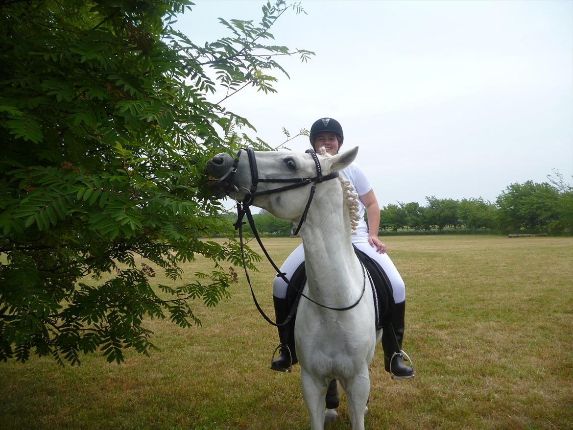 New Forest Roland *Savnet* - Når dressur blir for kedeligt! ;b <333 billede 6