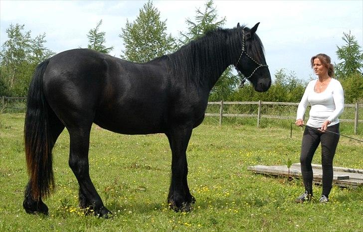 Barockpferd Diablo billede 8