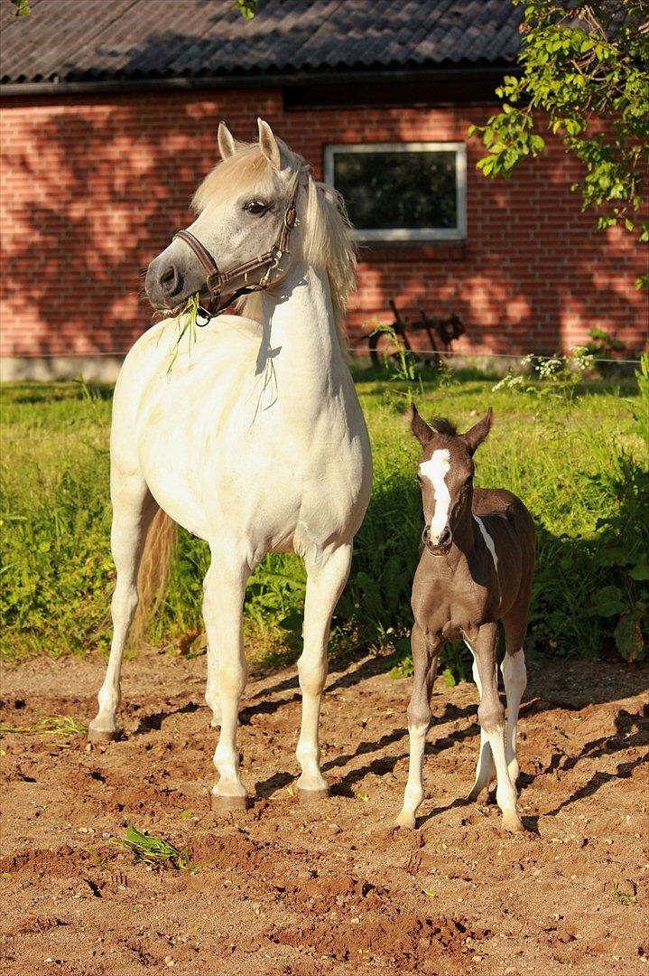 Anden særlig race Lundgårdens Porsche billede 2