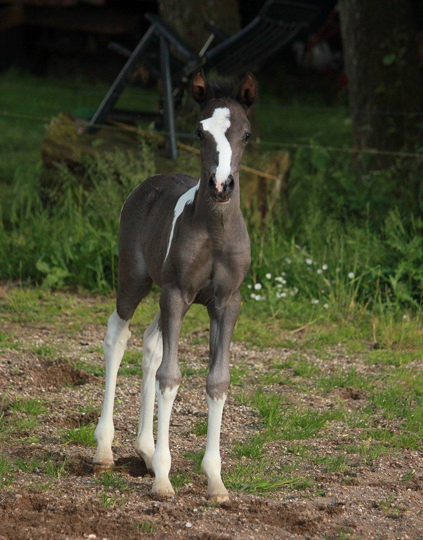 Anden særlig race Lundgårdens Porsche billede 3