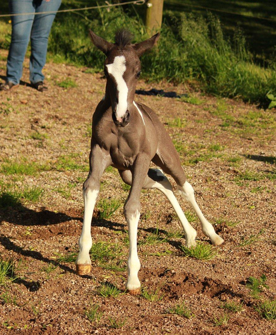 Anden særlig race Lundgårdens Porsche billede 4