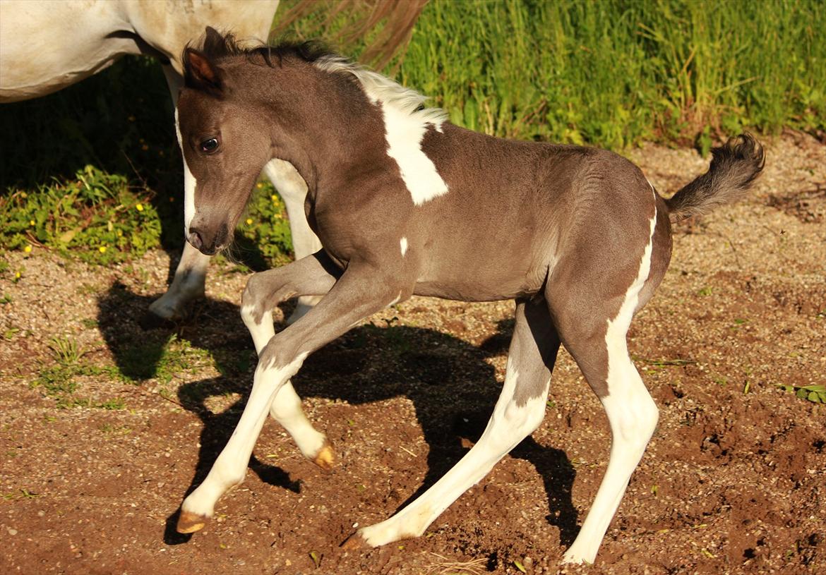 Anden særlig race Lundgårdens Porsche billede 5