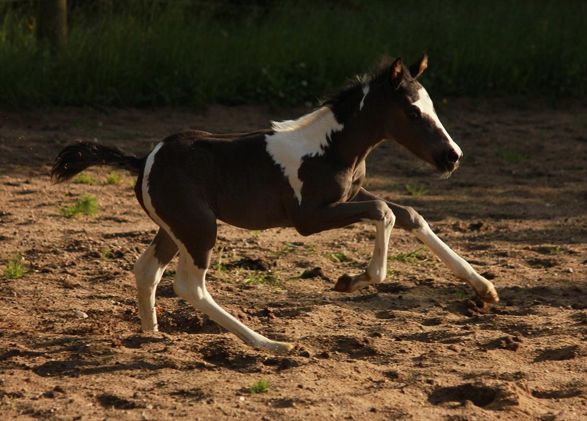 Anden særlig race Lundgårdens Porsche billede 6