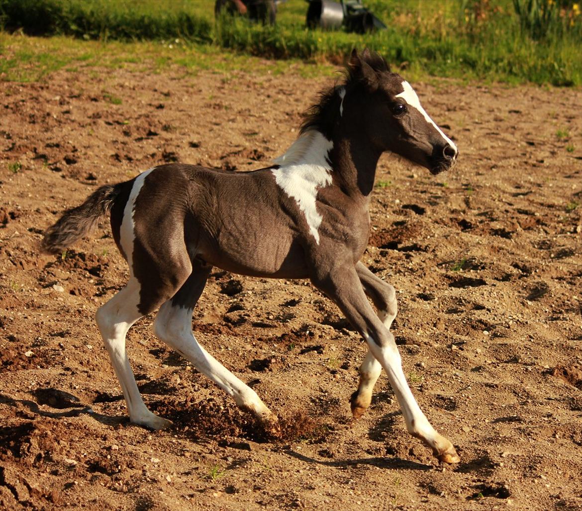 Anden særlig race Lundgårdens Porsche billede 7