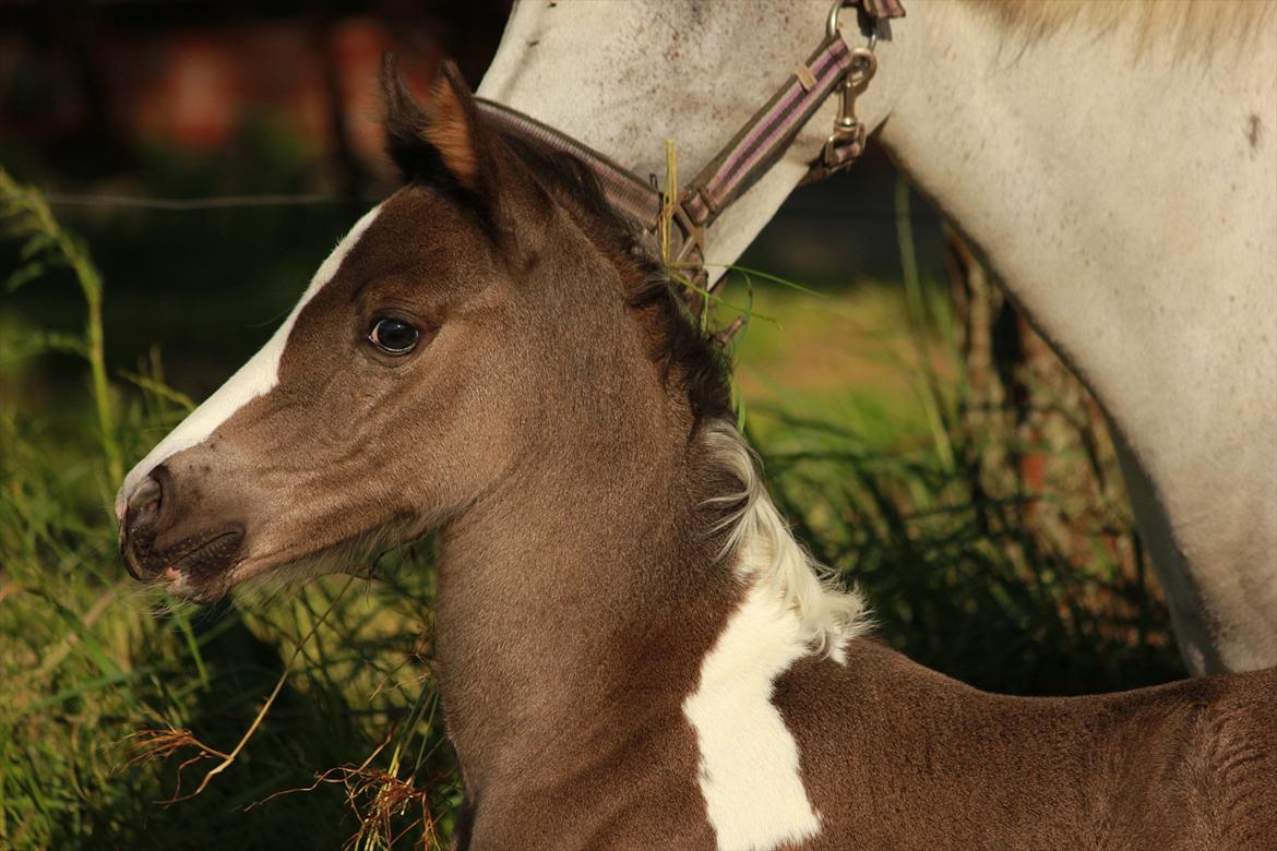 Anden særlig race Lundgårdens Porsche billede 8