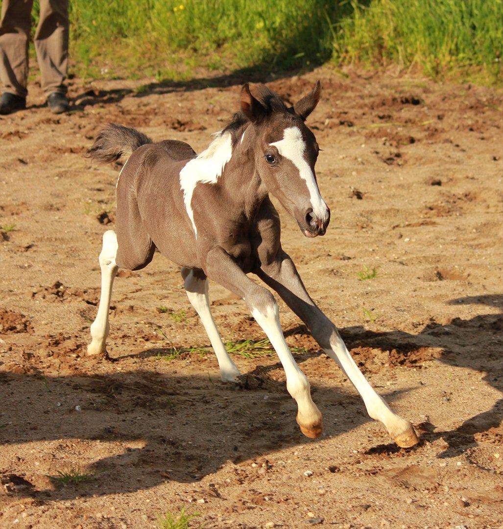 Anden særlig race Lundgårdens Porsche billede 9