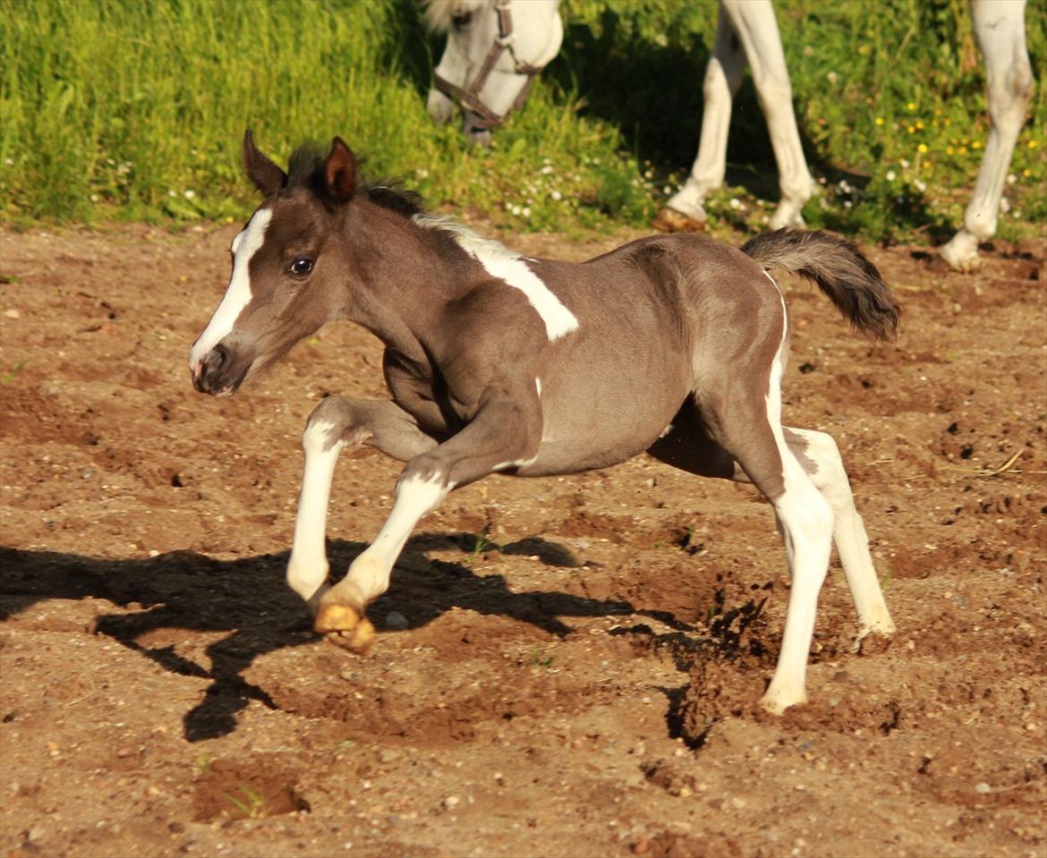 Anden særlig race Lundgårdens Porsche billede 10