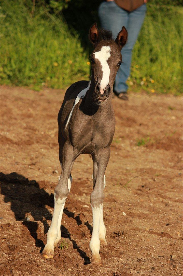 Anden særlig race Lundgårdens Porsche billede 11
