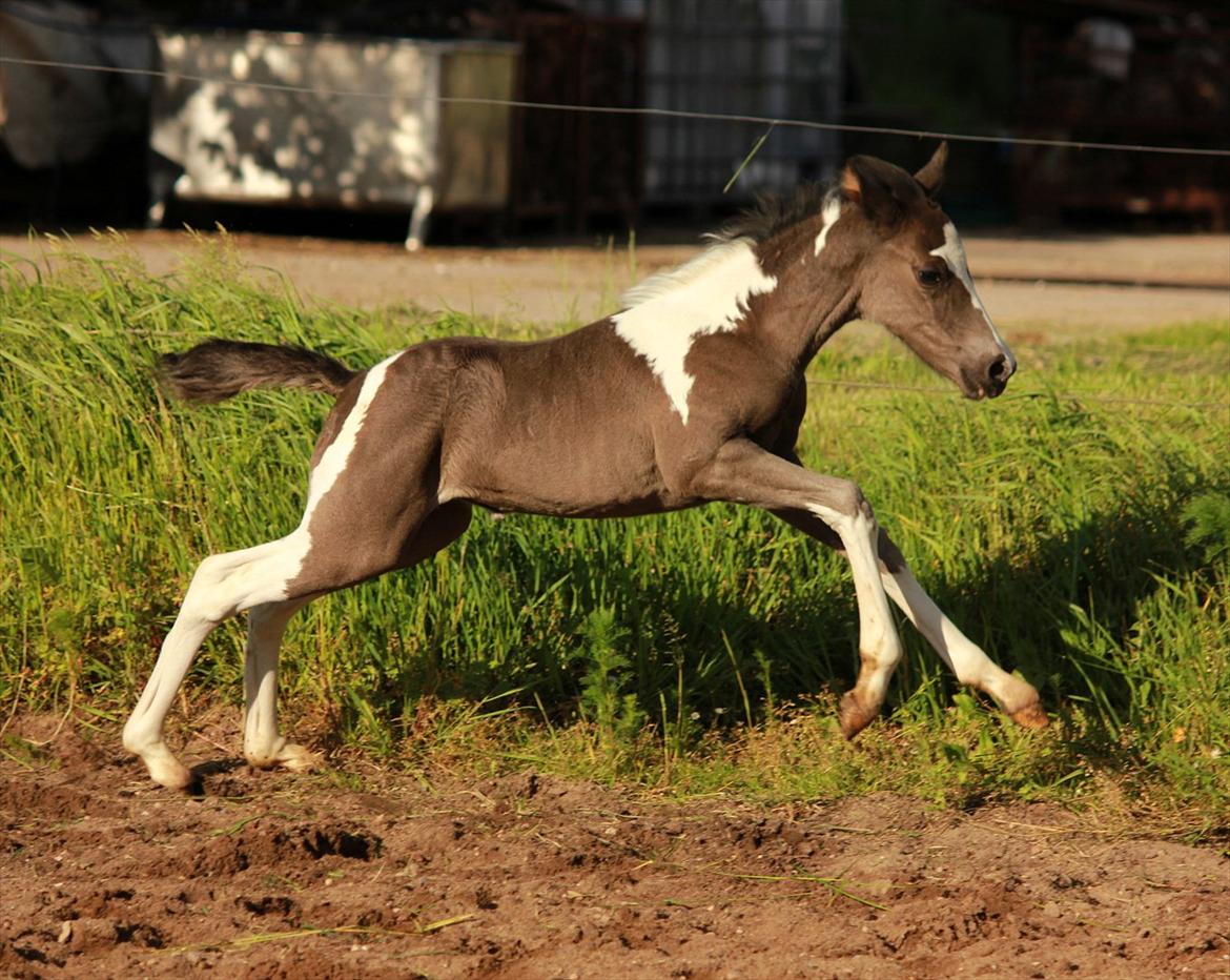 Anden særlig race Lundgårdens Porsche billede 12