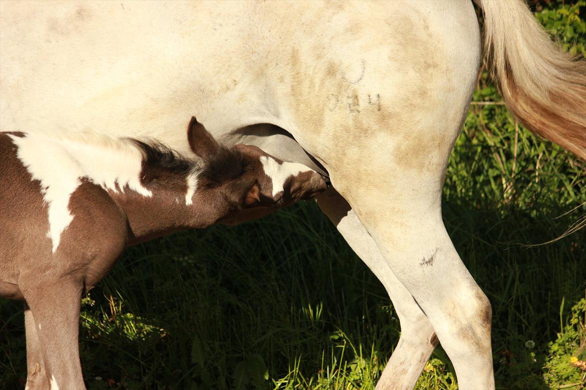 Anden særlig race Lundgårdens Porsche billede 13