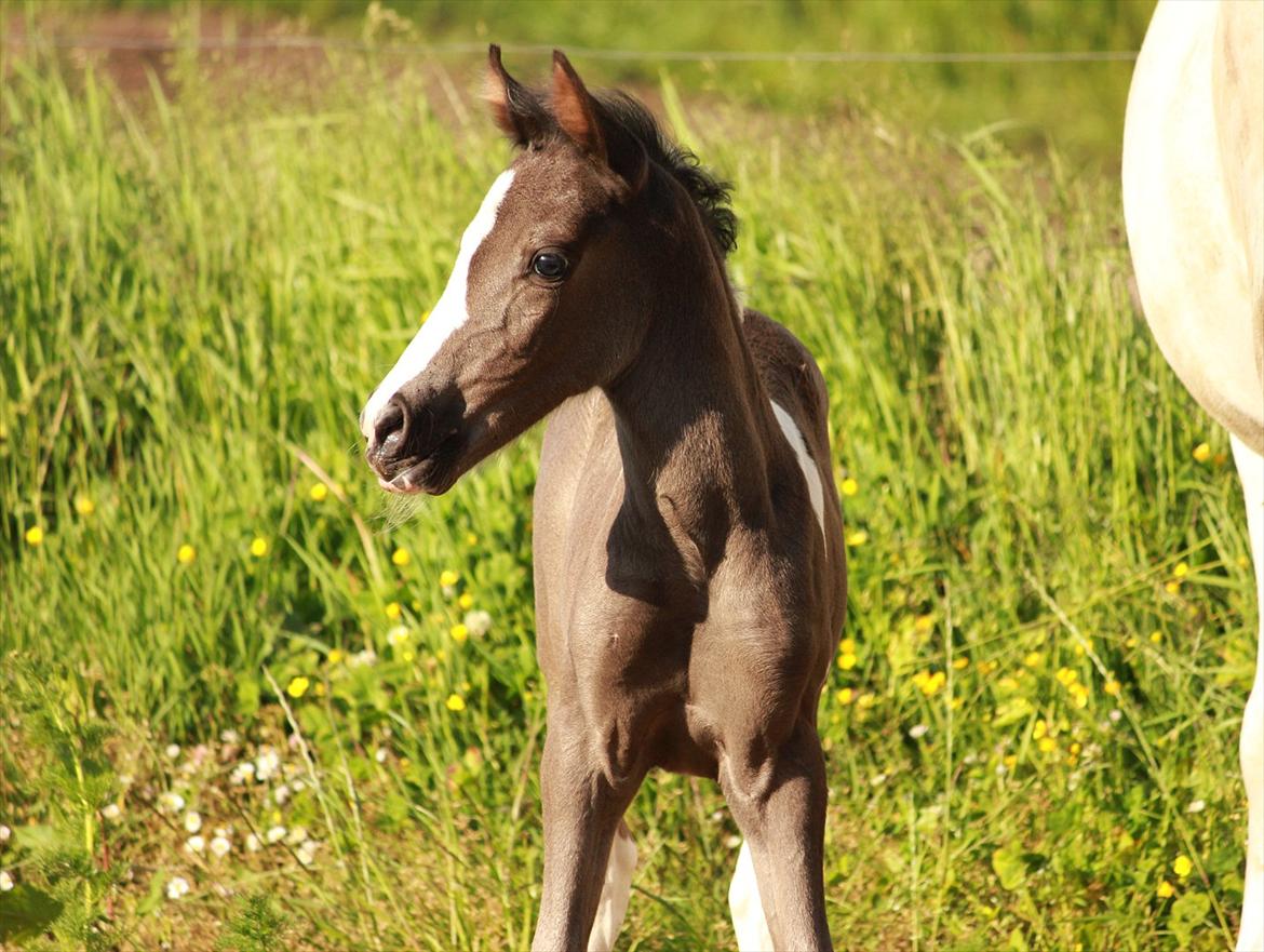 Anden særlig race Lundgårdens Porsche billede 14