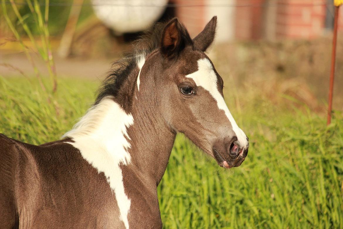 Anden særlig race Lundgårdens Porsche billede 15